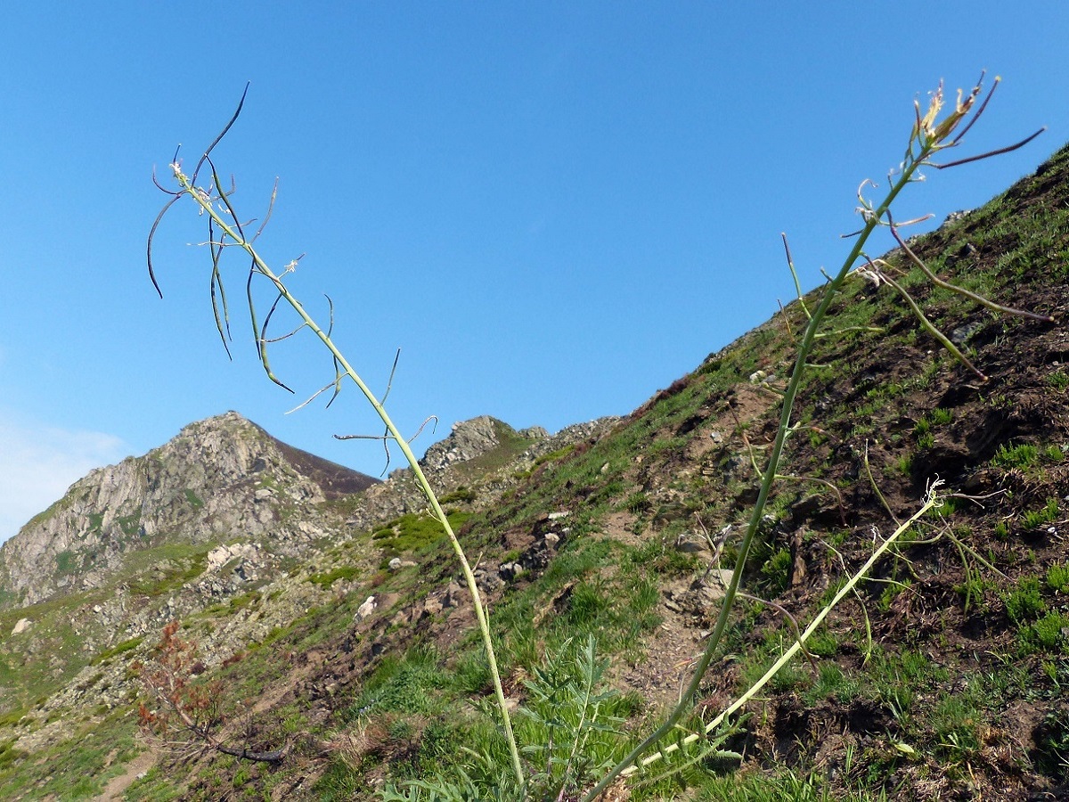 Brassica repanda subsp. saxatilis (Brassicaceae)